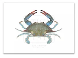 Louisiana Blue Crab, Callinectes sapidus Rathbun, 1896 - Fine Art Print