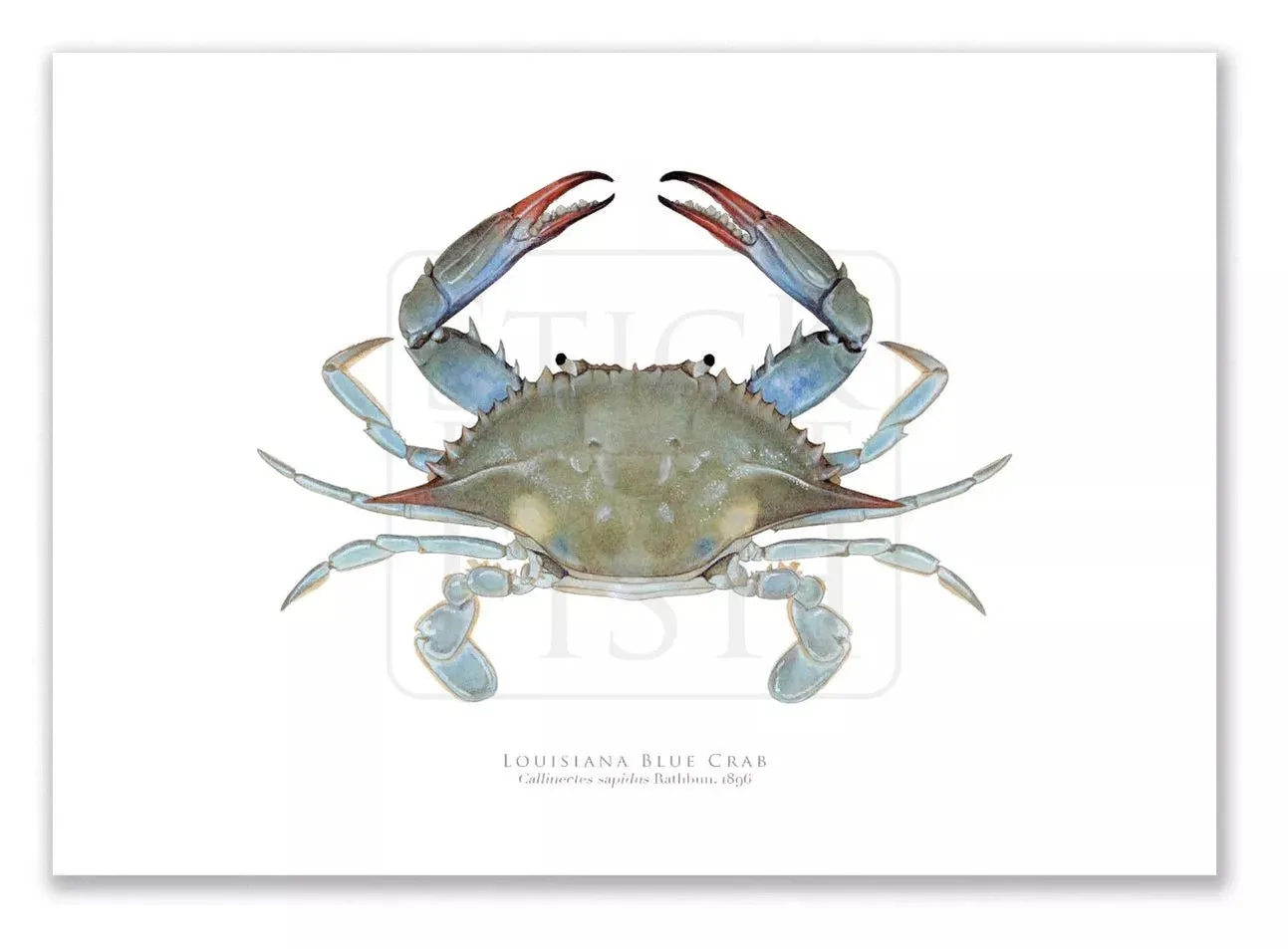 Louisiana Blue Crab, Callinectes sapidus Rathbun, 1896 - Fine Art Print