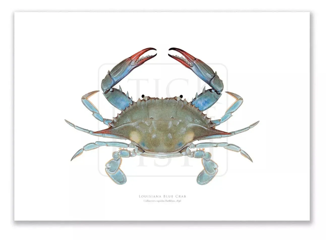 Louisiana Blue Crab, Callinectes sapidus Rathbun, 1896 - Fine Art Print